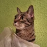 gelou
