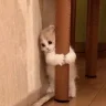 Moogle