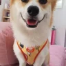 Booboocela