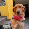 Camilomoralex