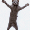 LordShifu
