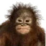 zanahor