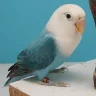 AldRdgz