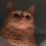 Gatodecampo