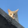 elmorochustb