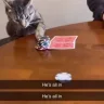 BlackCatt