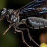 blackhornet