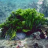 Alga