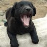 Doyito