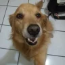 Samsa
