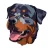 Rottie