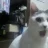 xlavecat