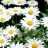loverosie