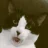 Nochu