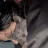 ari.rql6