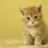 gato06